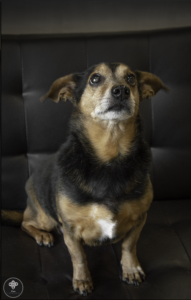 Išsamūs veterinariniai tyrimai padeda diagnozuoti ankstyvą ligos stadiją 