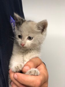 veterinarinės operacijos Gyvūnų Gerovės Namuose „Nojus“ – kvalifikuotos ir kokybiškos veterinarinės operacijos jūsų augintiniams